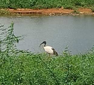 Wildnis Tours and Safaris - Diani Beach