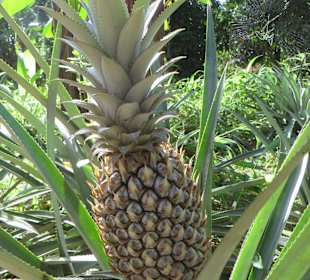 Ananasplantage mit Sali