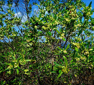 Pflanzen mit Anregung