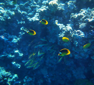 Schnorcheln Makadi Bay