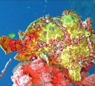 Friggi Guenters Wall Leyte