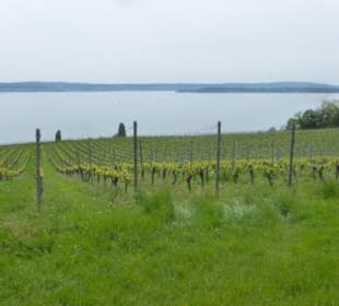 Wanderung über Höhenweg von Hagnau nach Meersburg