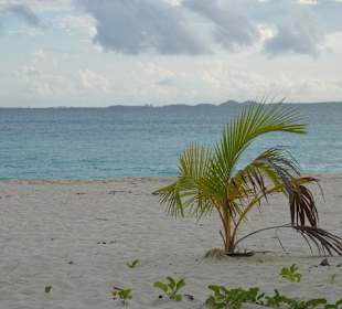 Rendezvous Bay mit Palme