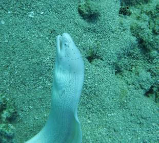 Beim Schnorcheln am Hotel Strand