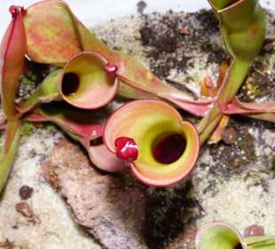 Fleischfressende Pflanzen