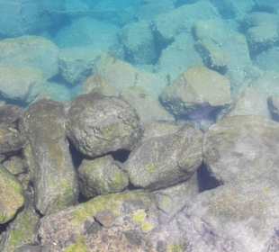 Fische im Hafenbecken / Puerto de Mogan