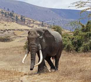 Großer Elefantenbulle