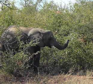 Krüger Nationalpark