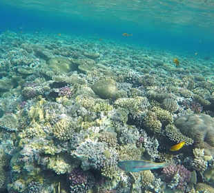 Schnorcheln am Strand