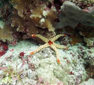 Tauchen Hausriff Westseite