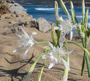 Blumen in den Dünen