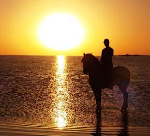 Sonnenuntergangsritt auf Karim