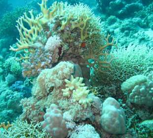 Auch eine nette Koralle