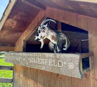 Streichelzoo 