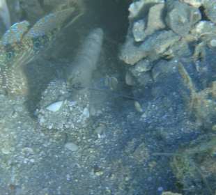 Schnorcheln Sahl Hasheesh