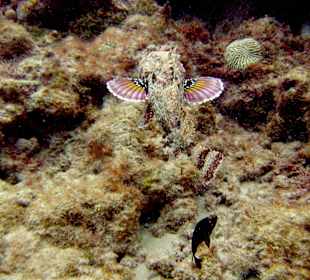 Tauchgang mit James & Mac