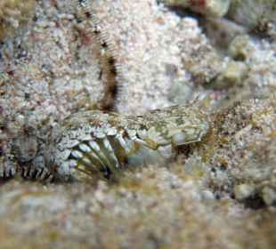 Keulen-Fangkrebs 10cm w mit Eiern