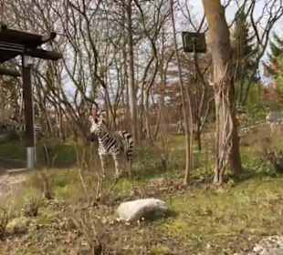 Land der Abenteuer - Safari Tour