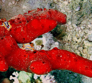 Pyjama-Nacktschnecken