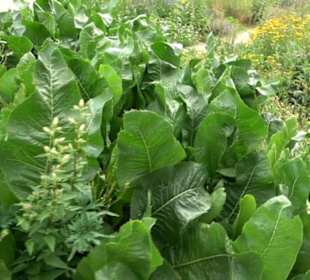 ALB-GOLD Naturgarten