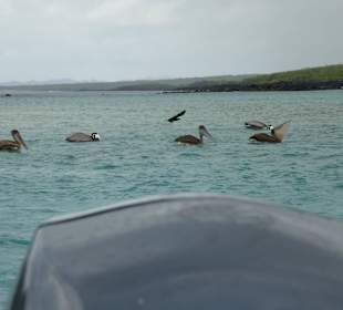 Jagt auf Fisch vor Isla Lobos