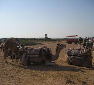Start der Kameltour