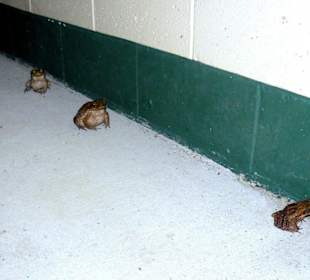 Wonga Beach Caravan und Camping Park