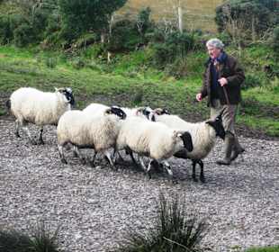 Kells Sheep Centre