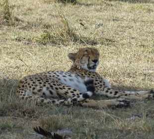 Cheetah