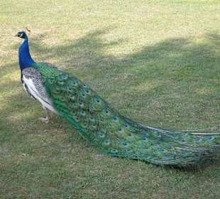 Pavone nel parco
