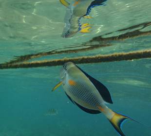 Fische