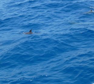 Delphinschwimmen mit Delfine & Meer Hurghada