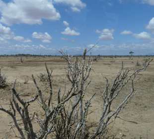 Dürre in Tsavo Ost