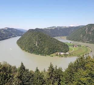 Donauschlinge