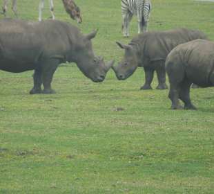 Serengeti Park Hodenhagen