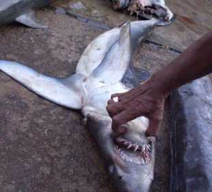 Bentota - Fischmarkt