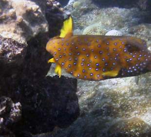 Kofferfisch Hausriff