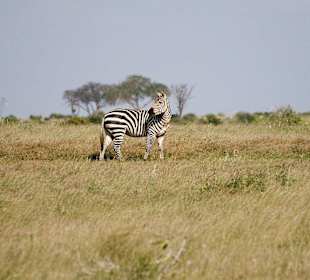 Nationalpark Kenia