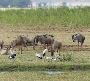 Gnus und Marabou-Störche