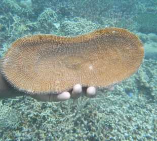 Я называю это губкой.