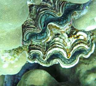 Muschel in der Nachbarbucht Abu Dabab