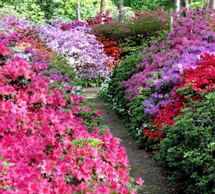 Spaziergang durch den Rhododendronpark im Mai