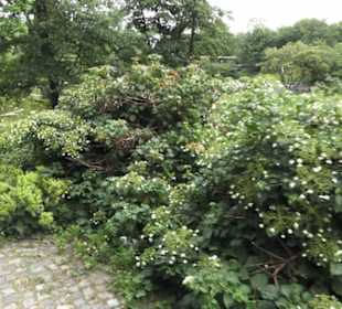 Alter Botanischer Garten