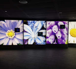 Eingangsbereich Flower Dome