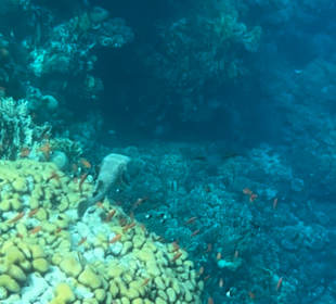 Schnorcheln Hausriff Tulip Resort Marsa Alam