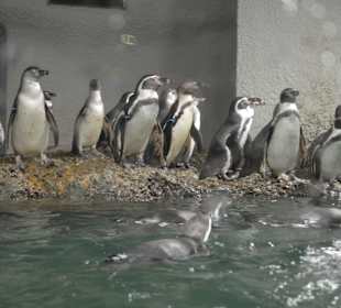 Pinguine