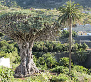 Parque del Drago-Drachenbaum