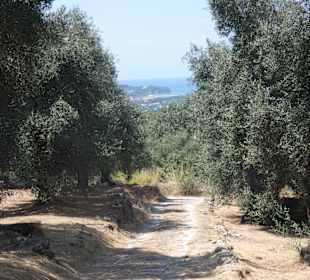 Inselrundfahrt Korfu