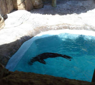 Seelöwe Ocean-World