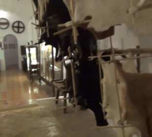 Erdgeschoss - Häute + Felle